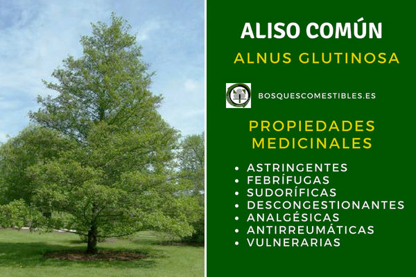 Áliso común, Alnus glutinosa, Propiedades astringentes, febrífugas, sudoríficas, etc.