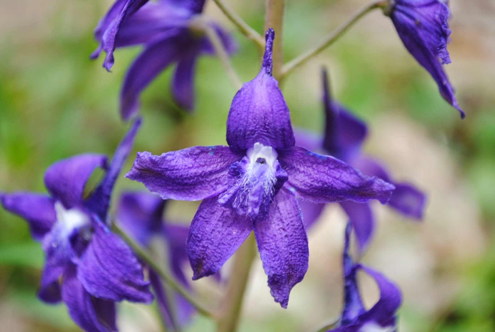 West Virginia Native WildflowersThe Big Year, 2013 Wild, Wonderful