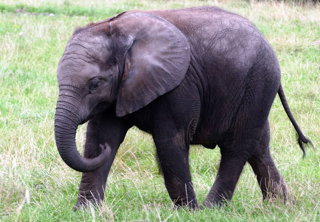 animal images animal images