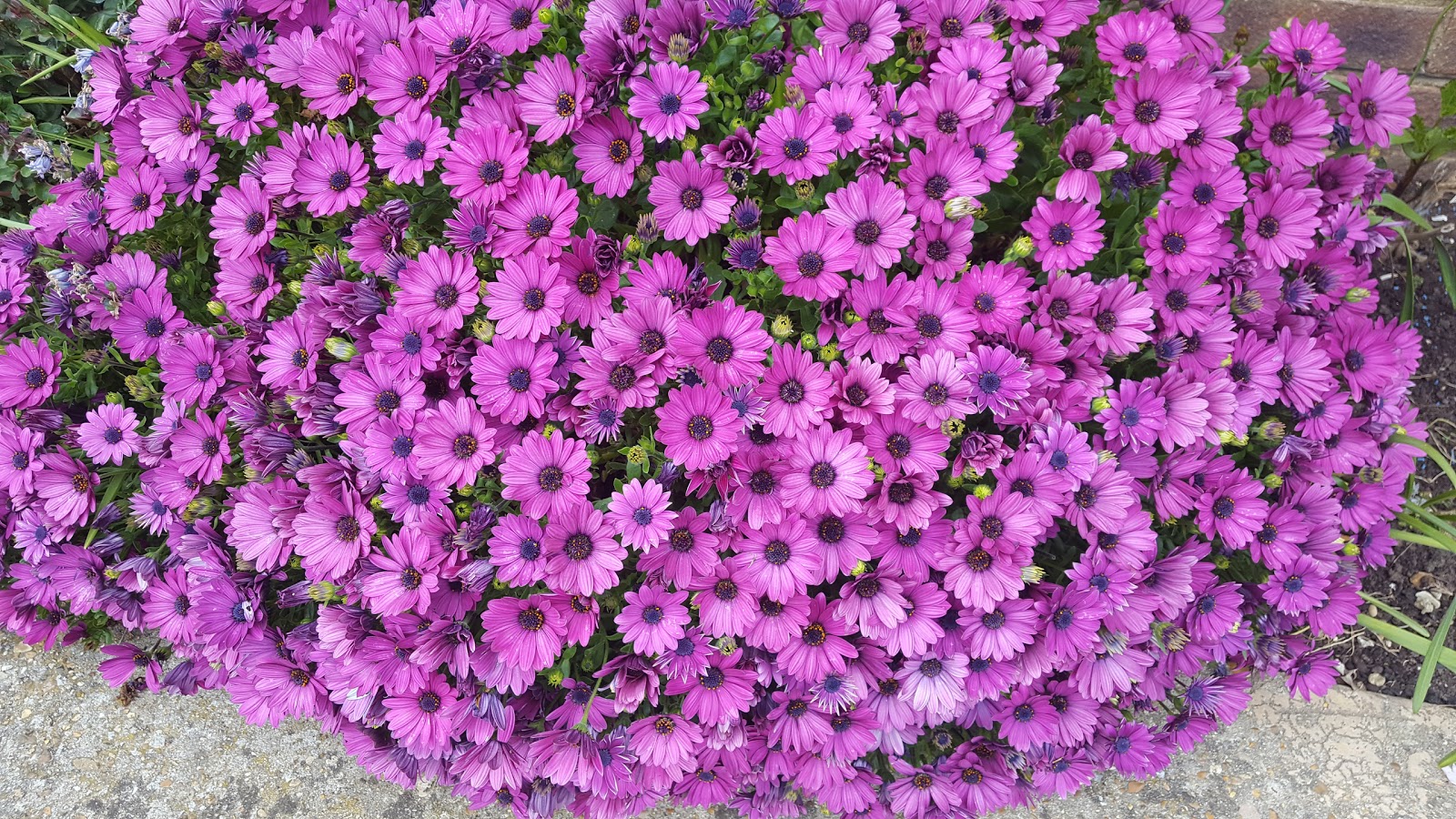 HOW TO GROW AFRICAN RAIN DAISIES The Garden of Eaden