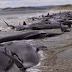 Ο θάνατος μεγάλου αριθμού δελφινιών φαίνεται να οφείλεται στην πετρελαιοκηλίδα της BP !!!
