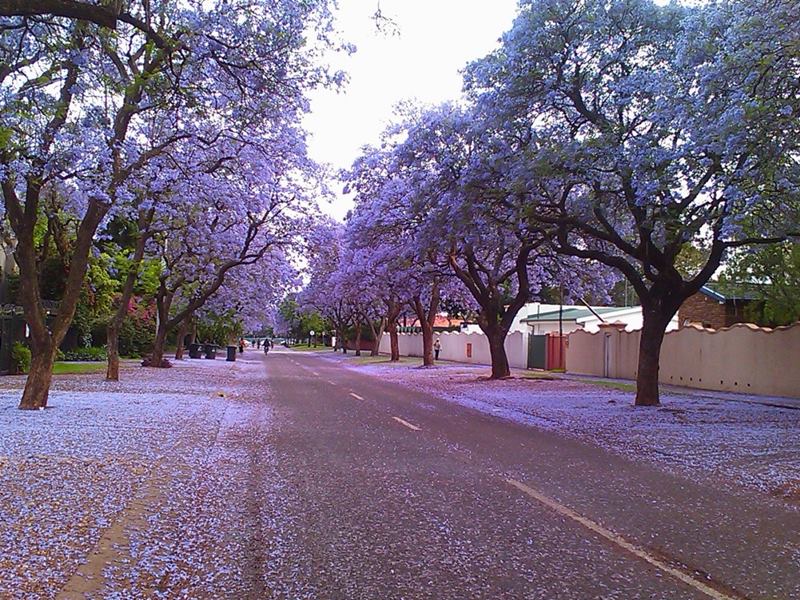 The Purple Paradise, Pretoria in South Africa is popularly known as the Jacaranda City due to the thousands of Jacaranda trees planted in its streets, parks and gardens. This is the months of October and November, Pretoria is transformed into a glowing purple mass - around 40 000 and 70 000 Jacaranda trees in Pretoria are in bloom! Jacarandas line the streets and dot the parks and gardens throughout the city and purple carpet their floors with their bee-attracting blossoms.. 