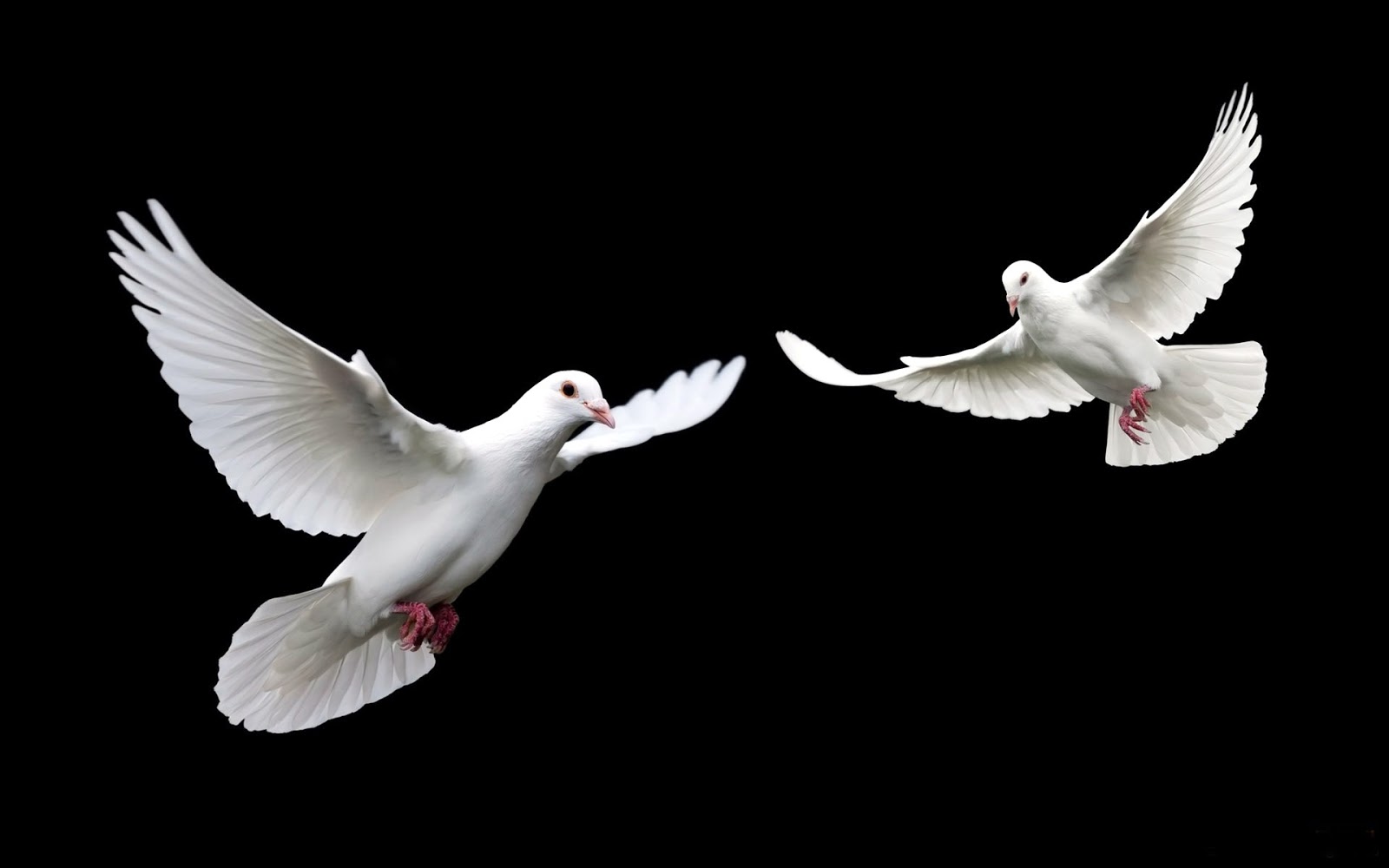 Palomas imágenes para descargar