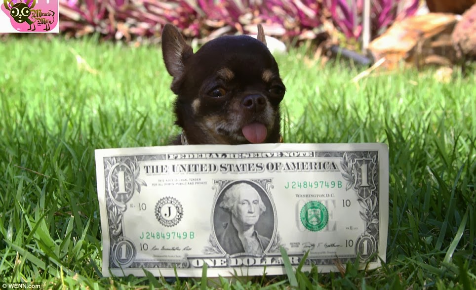 Tiny Chihuahua Milly Crowned World’s Smallest Dog By Guinness World