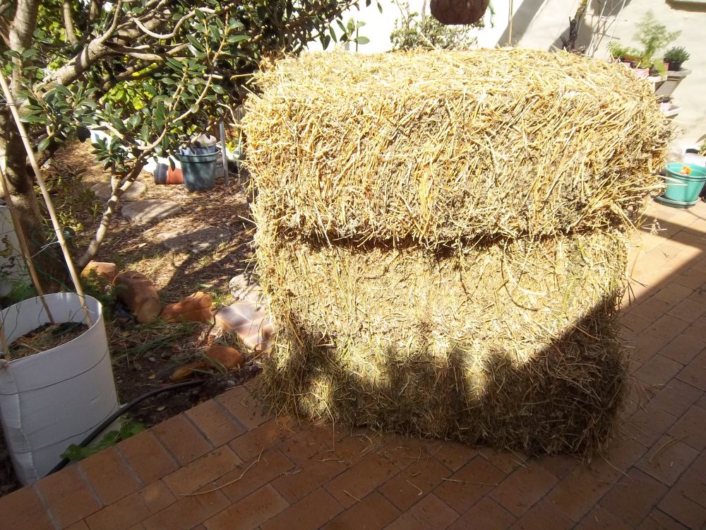 Eco Footprint ~ South Africa: Straw (Hay) bale gardening part 1