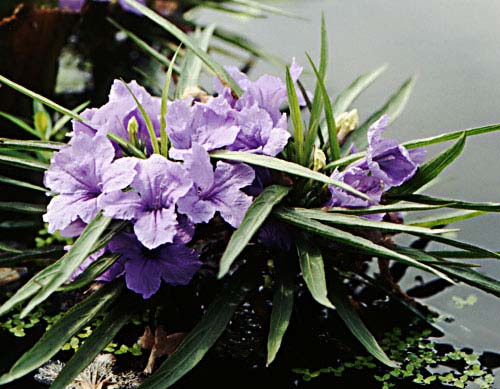 Nursery Bunga Kak Ani: Pokok Bunga Ruella Simplex atau Purple Shower