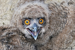 Pollo de Buho Real (Bubo bubo)