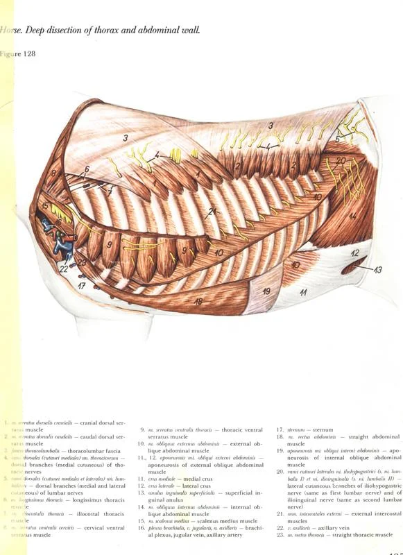 imagens de anatomia dos equinos
