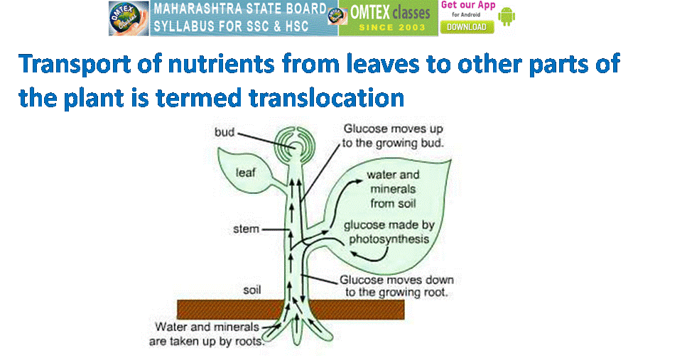 OMTEX CLASSES Translocation is needed in all higher plants.