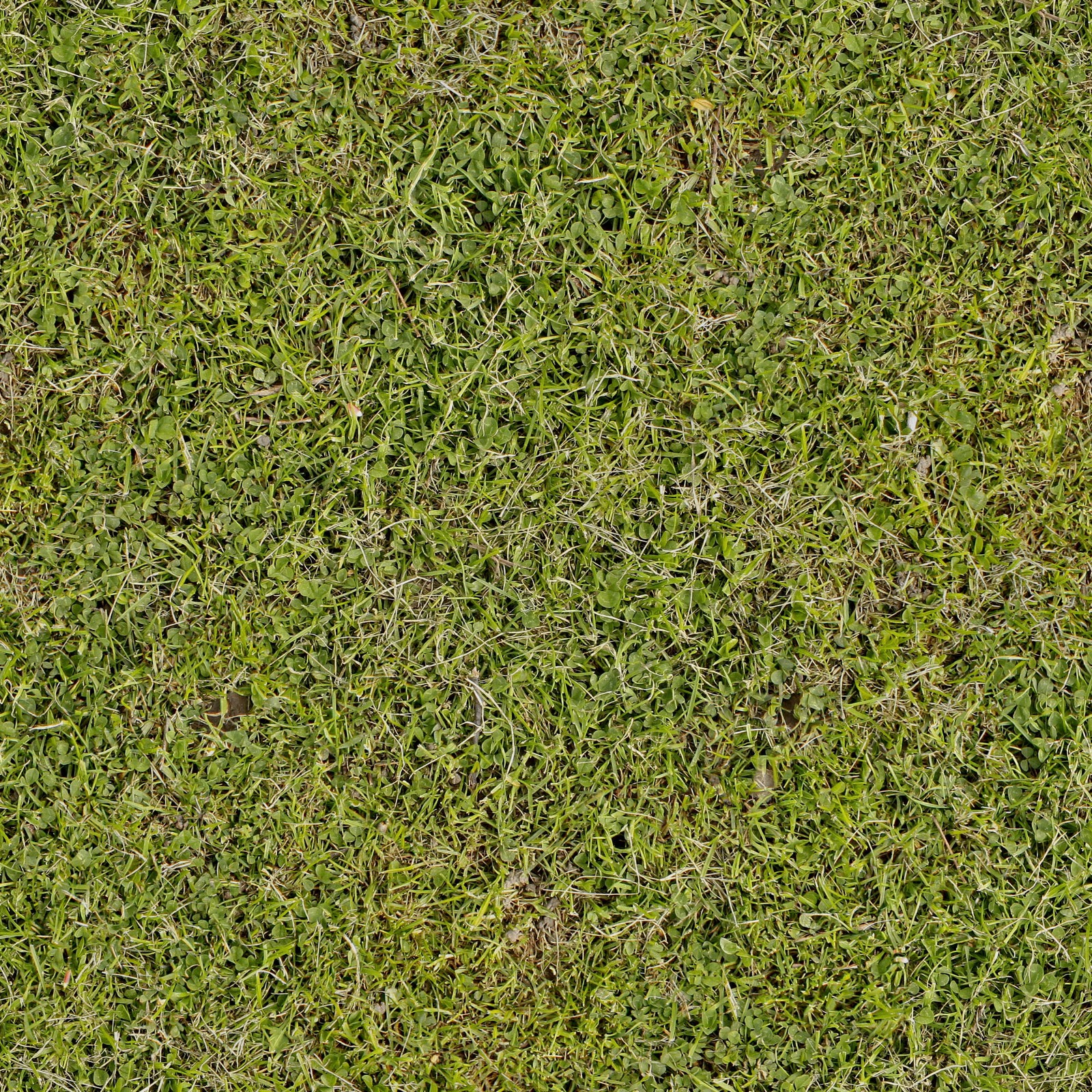 Grass texture seamless - kizafruit