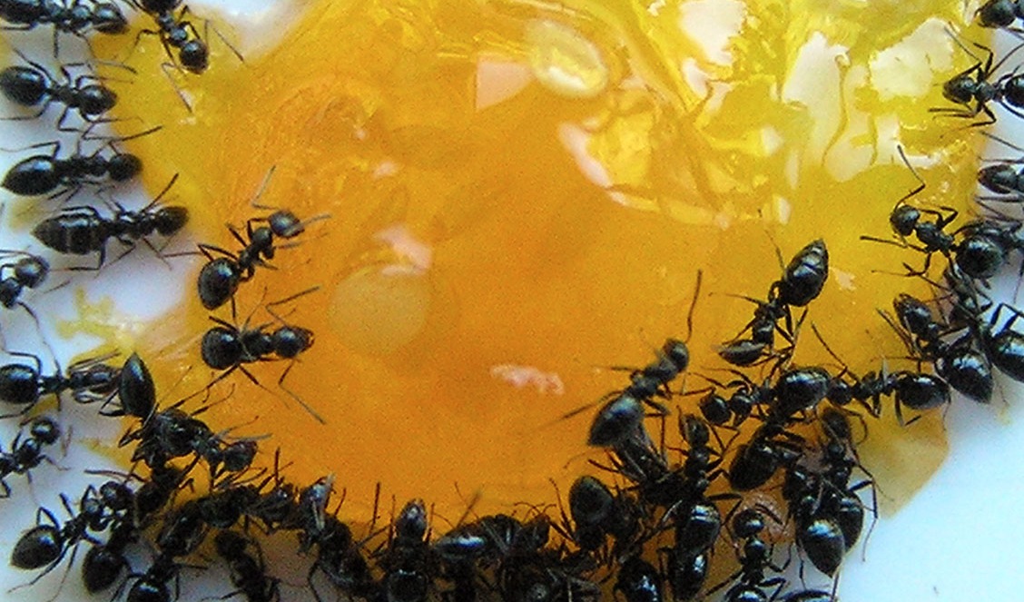 ants crawlies canberra termites repellant invade startups