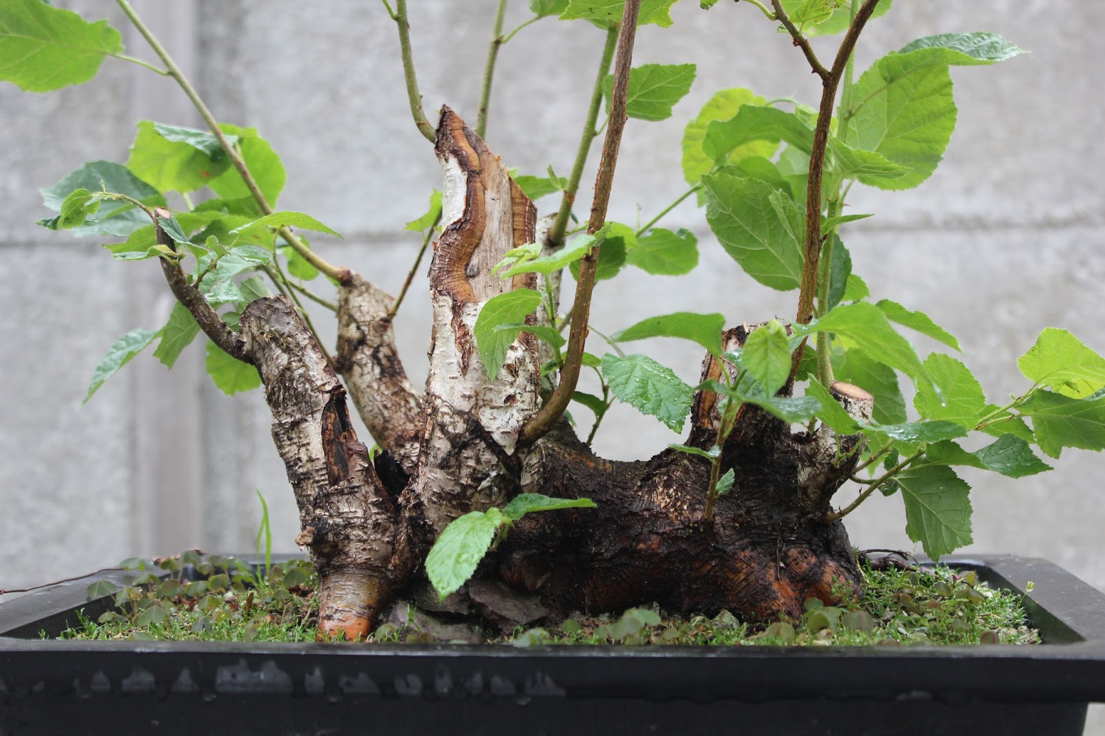 Bonsai en Bogen Hazelnut revisited 09.07.2015