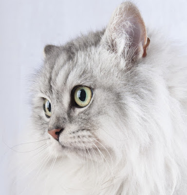 Artikel Kucing Anggora Murai Batu Medan Kenari Yorkshire Makanan Menentukan