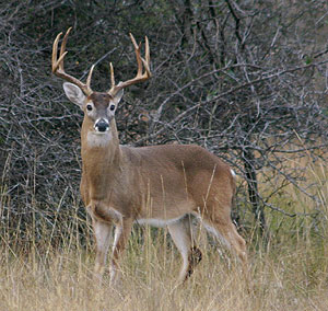 Whitetail Deer Passion: Deer Hunting In Your Backyard