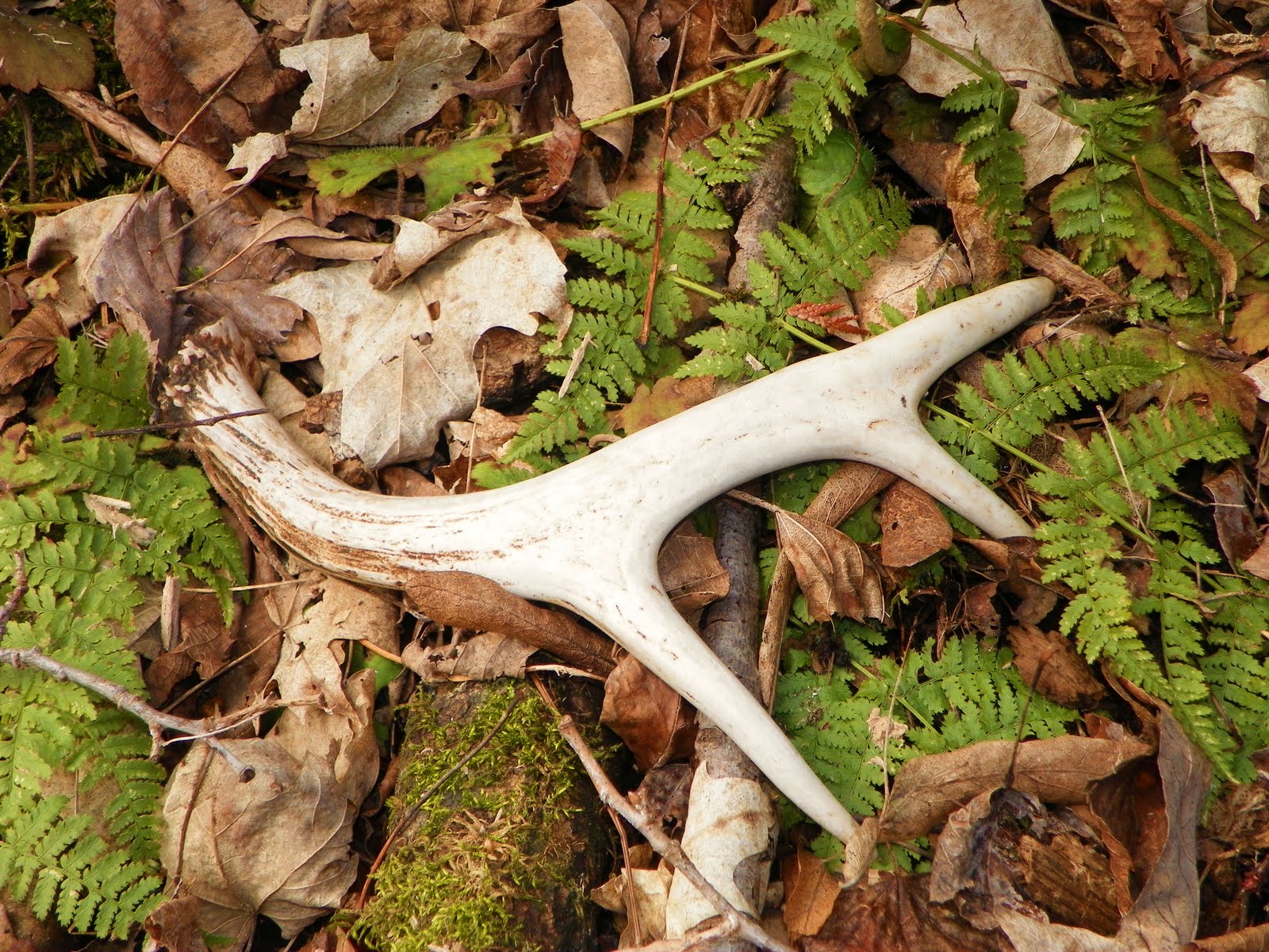 Timothy's Nature Photography Deer