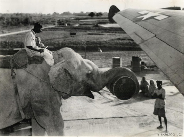 Слон принимает участие в загрузке американского военно-транспортного самолёта Curtiss C-46 Commando на аэродроме в Индии. 1945 год