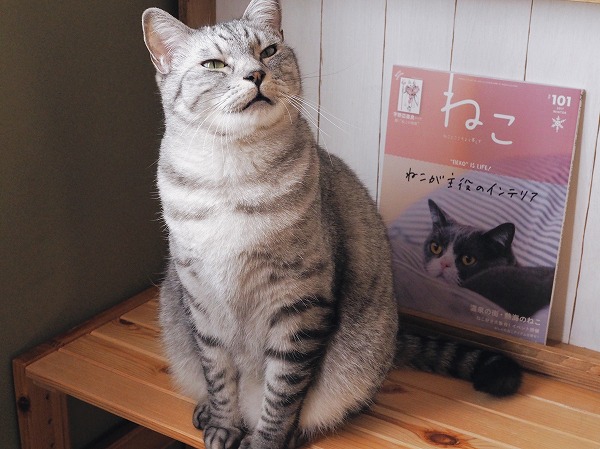 サバトラ猫