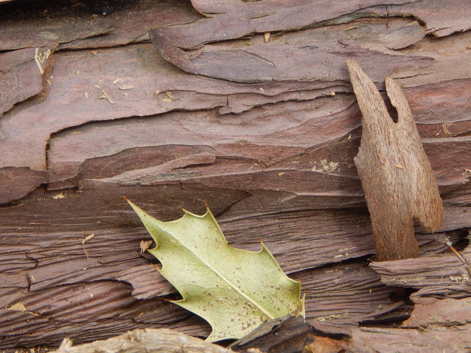 Lucys photography Natural forms