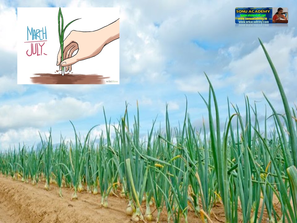 SONU ACADEMY CULTIVATION OF ONIONTEXT