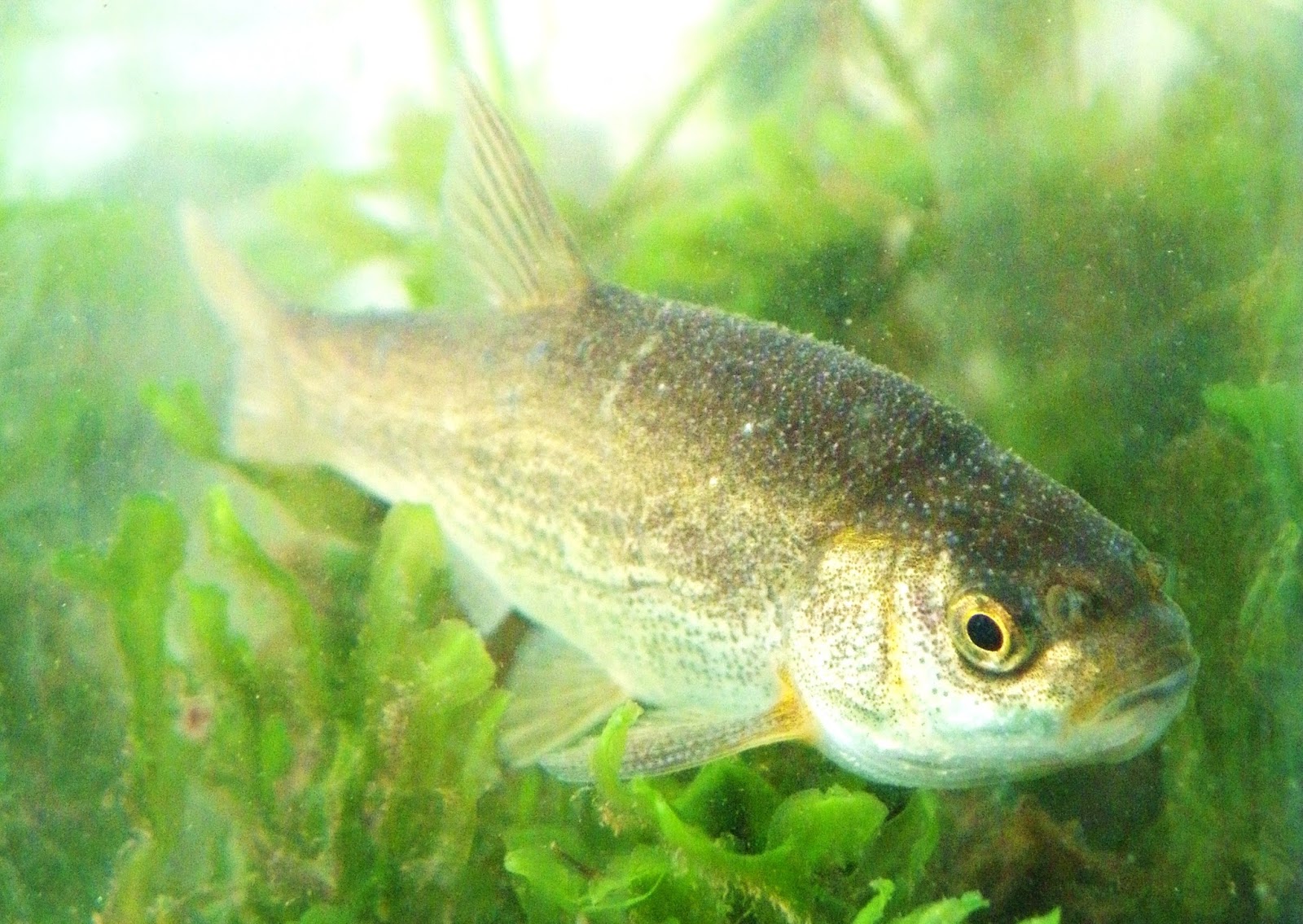 Athens Nature Journal How many species of freshwater fish in Greece A