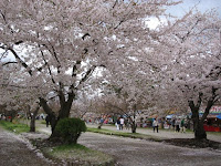 桜と売店