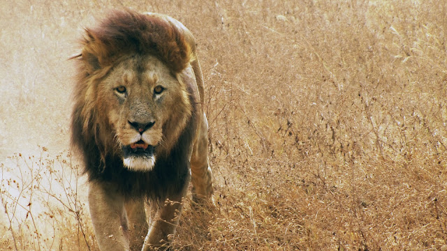 Amazing animal lion HD widescreen desktop wallpaper 2014.