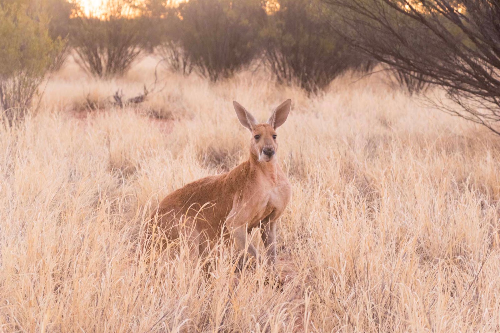 the kangaroo sanctuary alice springs