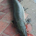 Spotted: A Fish that resembles a Crocodile!