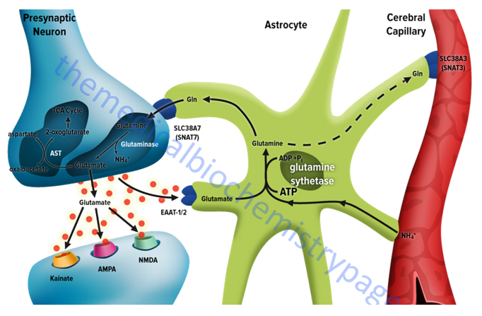 KNOWLEDGE: DEFISIENSI KARBAMOIL FOSFAT SINTETASE (HIPERAMMONEMIA)
