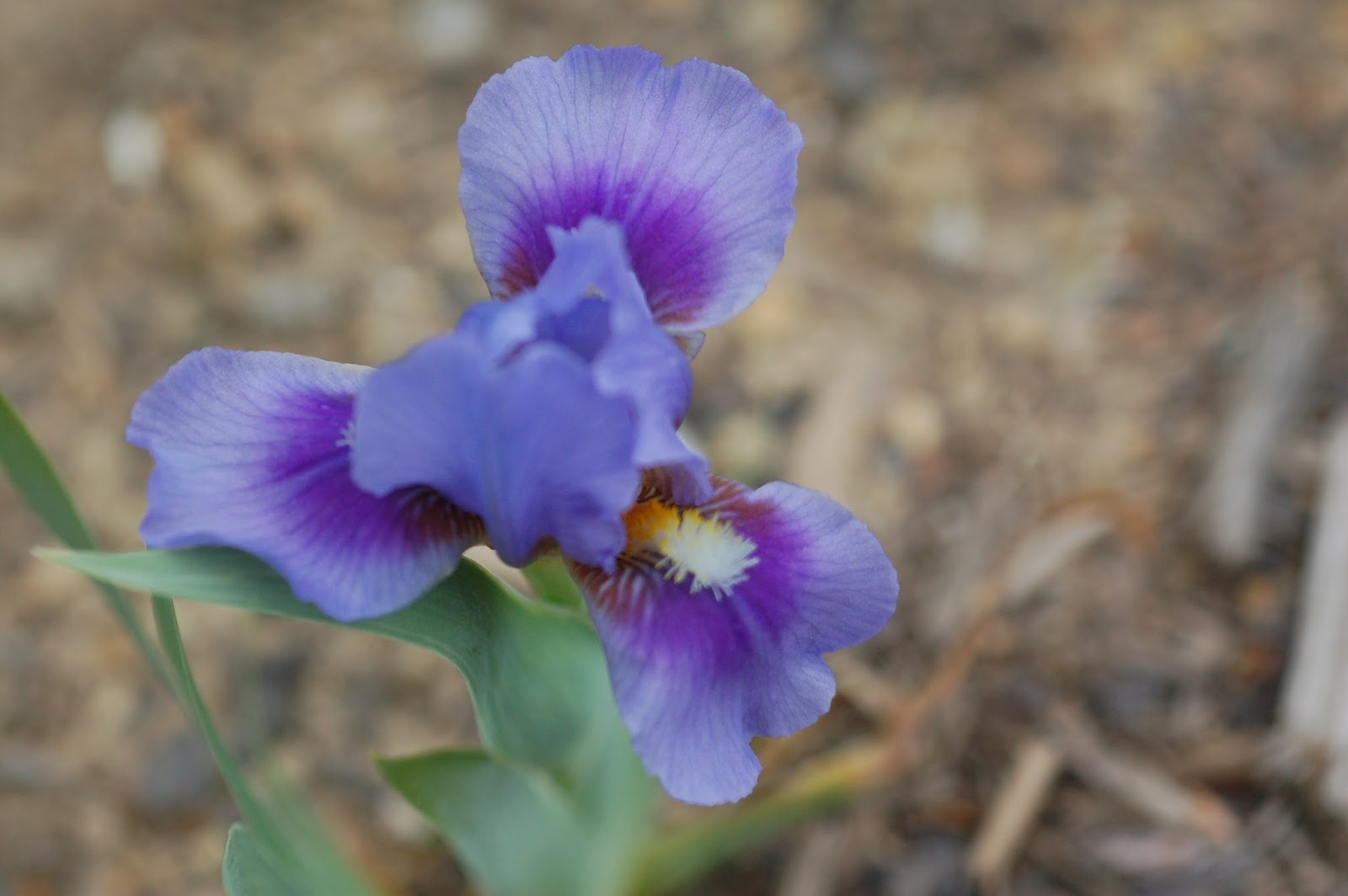 World of Irises Rebloom With the Dwarf Irises