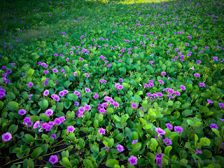 Beautiful Beach Morning Glory Flowers Or Bayhops Blooming In The Morning At The Seaside North Bali Indonesia