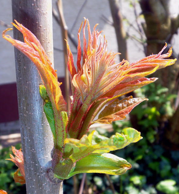 Downy Tree of Heaven (Ailanthus vilmoriniana)