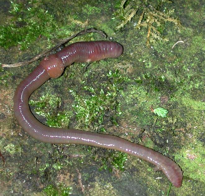 BIOLOGÍA Y GEOLOGÍA 1º ESO: 1º ESO: REINO ANIMAL. INVERTEBRADOS ANÉLIDOS