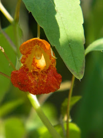 Spotted jewelweed Impatiens capensis ecological gardening by garden muses-a Toronto gardening blog