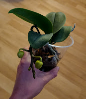 Liten Phalaenopsis-plante i et ølglass av plast
