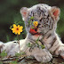 White Tiger Wallpapers HD
