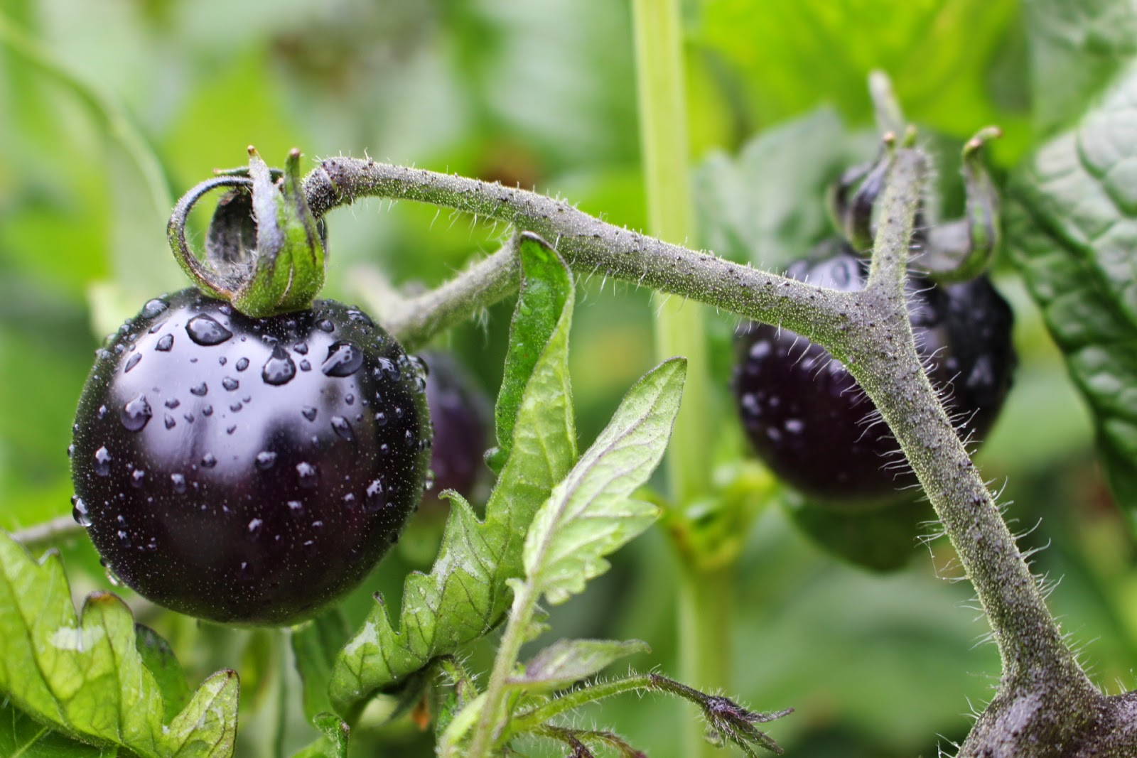 Indigo rose tomato plant