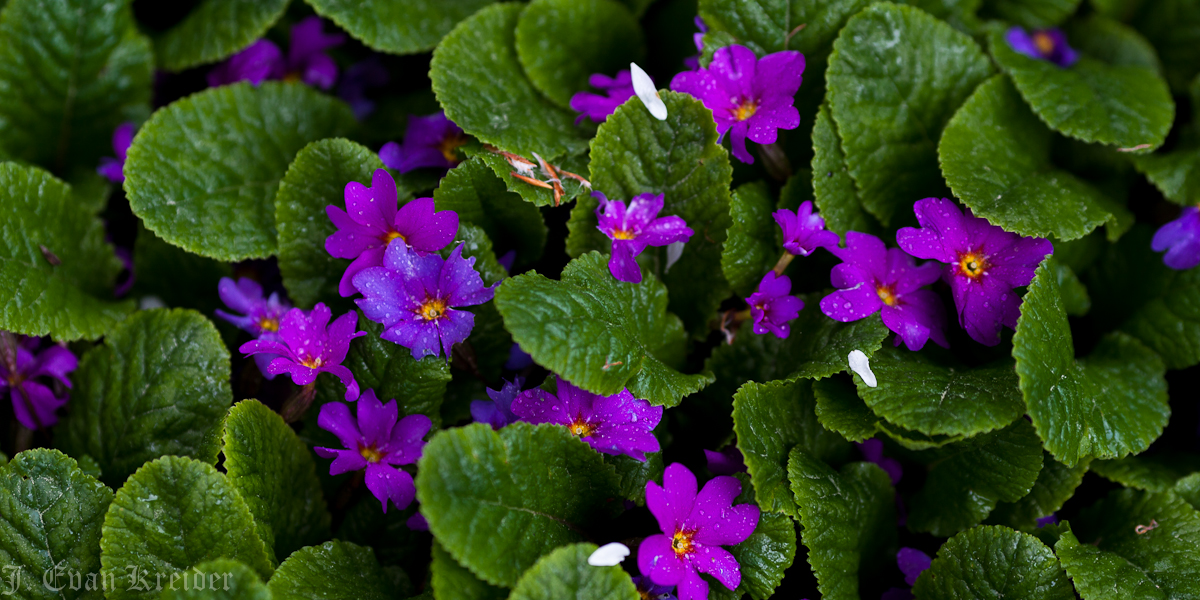 Kreider's Korner Photographs Late April flowers in Vancouver