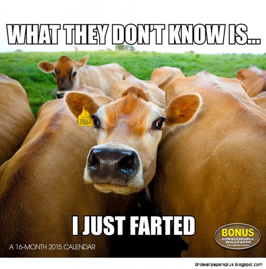 Hilarious Animal Memes Wall Calendar For 2015