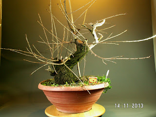 Yamadori, Bonsai, Bonsaj, Prunus mahaleb,