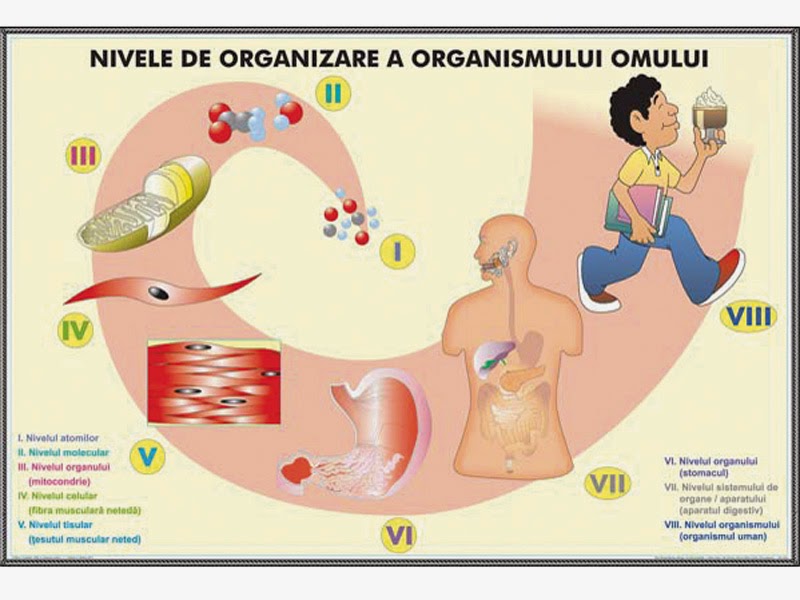 organizarea organelor și biogeneza anti îmbătrânire