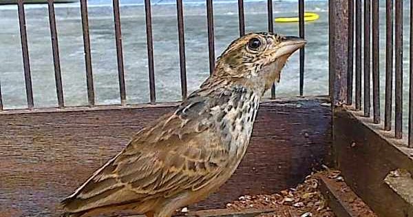 Ciri Branjangan Beber