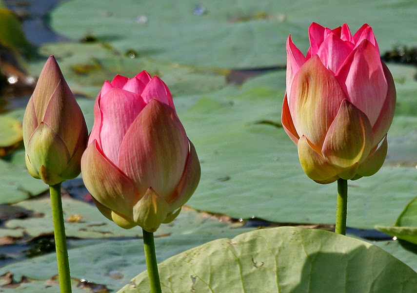 The Amazing World of Nature and Science The Indian Lotus