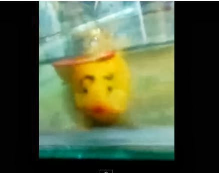 Eel like a human face | The Best Video