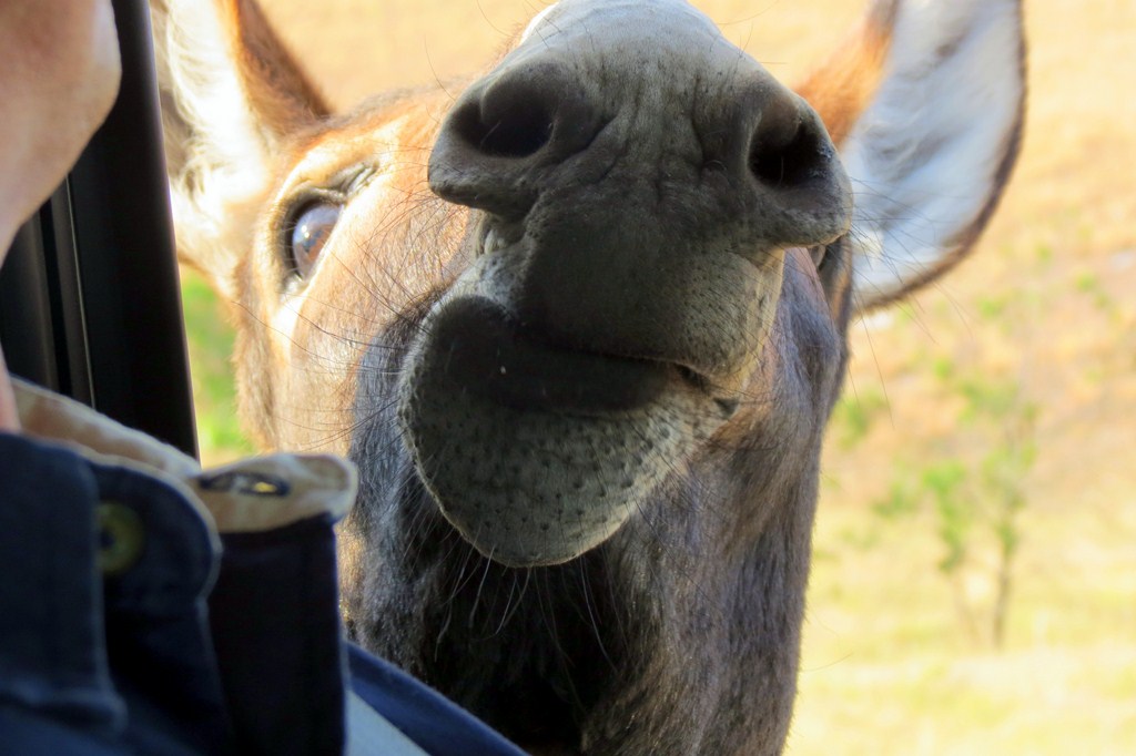 can you take dogs to custer state park