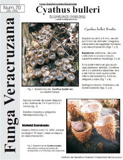  Cyathus bulleri (Fungi: Basidiomycetes: Nidulariales