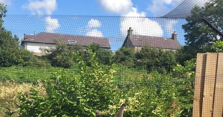 Katzennetz Nrw Die Adresse Fur Ein Katzennetz Katzennetze Nrw