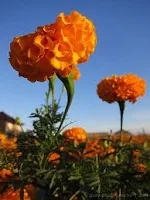 bunga marigold, benih bunga