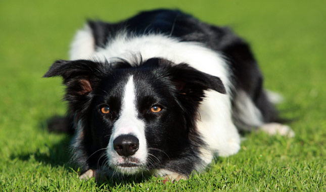 Cute Dogs: Cute Border collie dogs