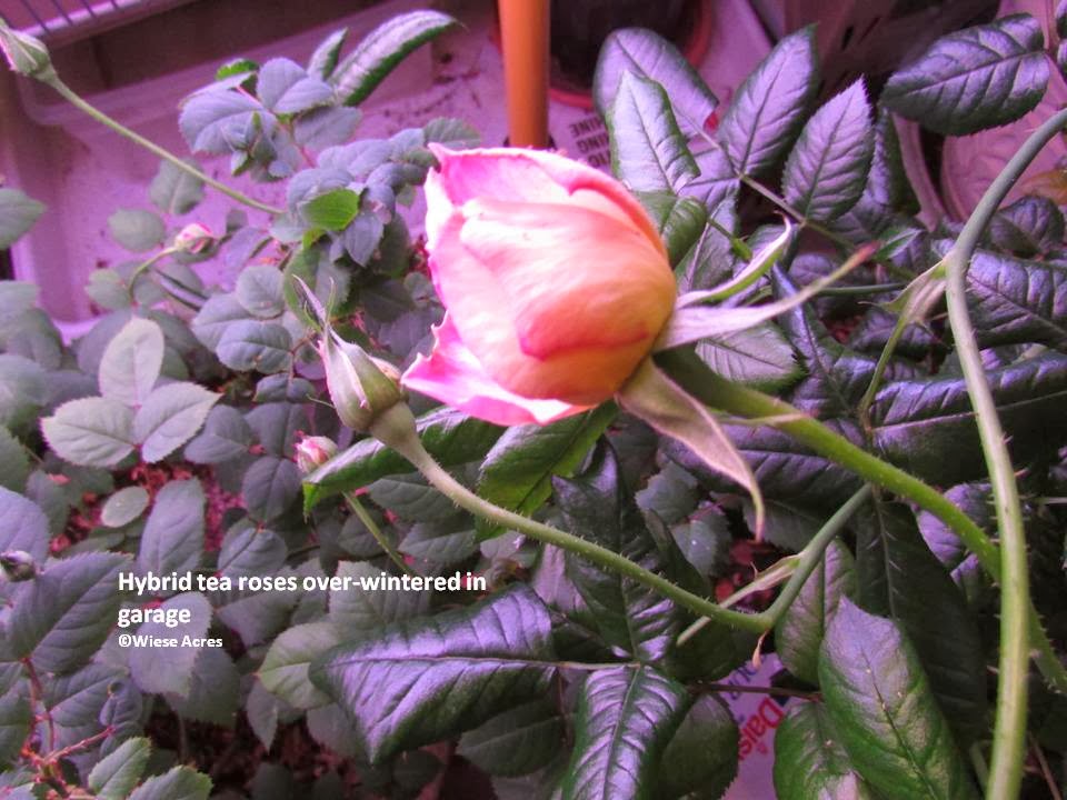 Wiese Acres: Over-Wintering Tender Roses Indoors
